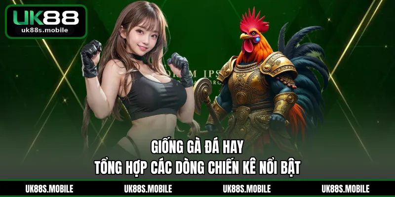 Giống Gà Đá Hay - Tổng Hợp Các Dòng Chiến Kê Nổi Bật